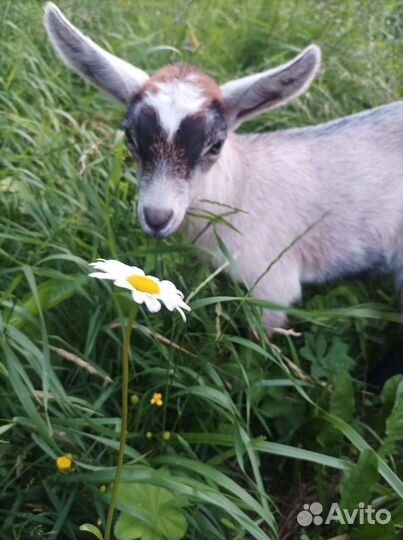 Продукция из козьего молока