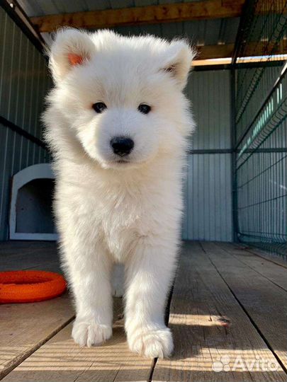 Гостиница для собак