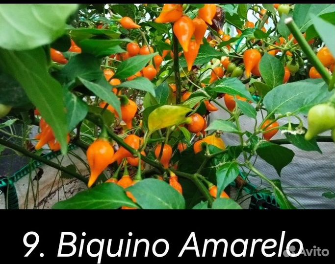 Перец острый, коллекционный, Каролина Рипер