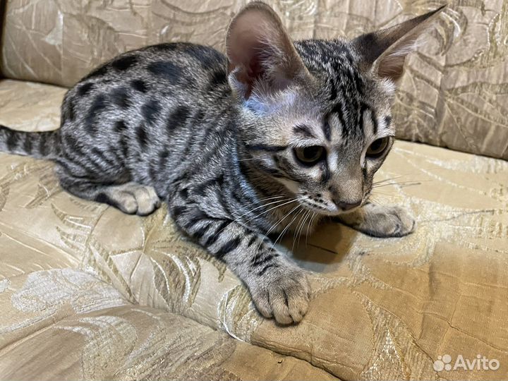 Бенгальский котенок