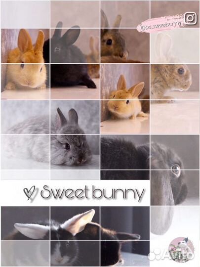 Декоративные карликовые кролики