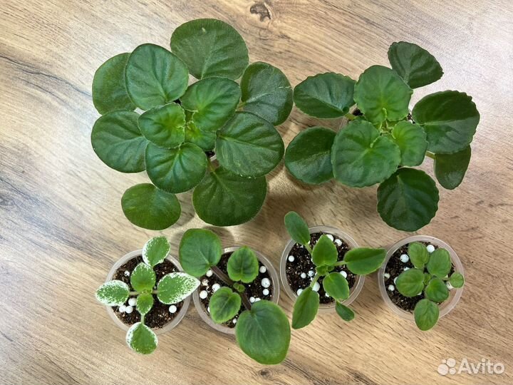 Детки сортовых фиалок