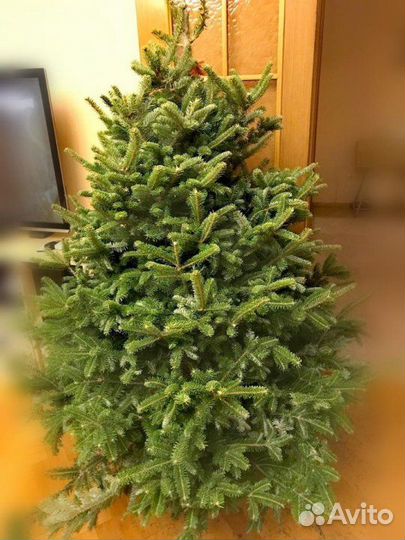 Живая ёлка, ель, доставка