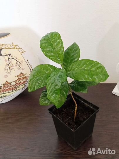 Кофе Арабика