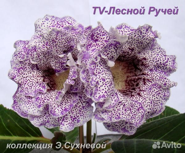 Цветущие,клубни,листья,детки глоксиний,доставка