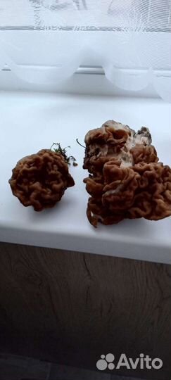 Гриб строчок