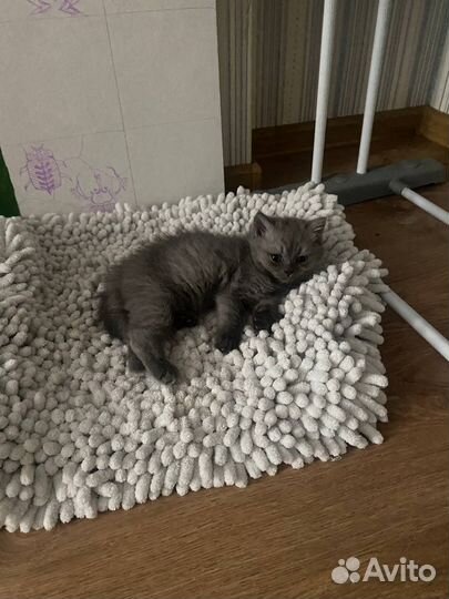 Шотланский котенок