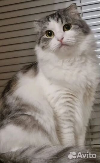 Кошки шотландские мальчик и девочка