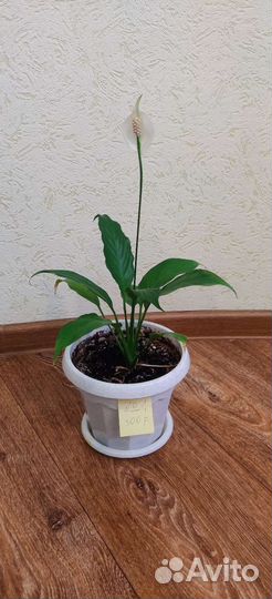 Спатифиллюм