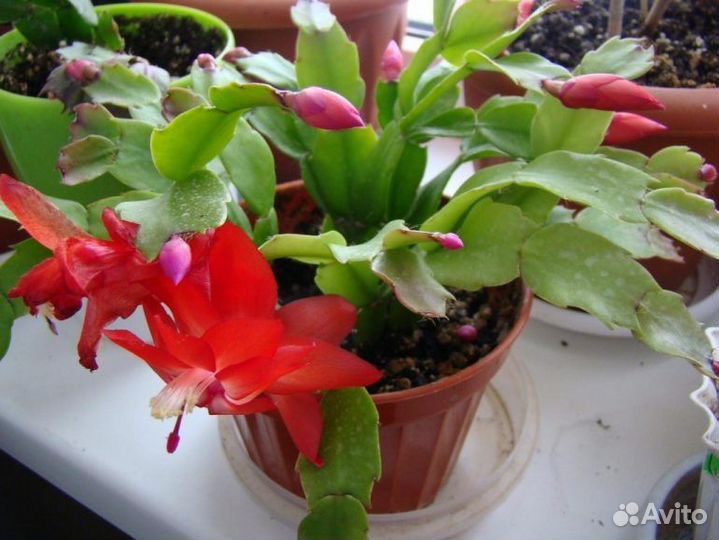 Декабрист шлюмбергера 2 вида