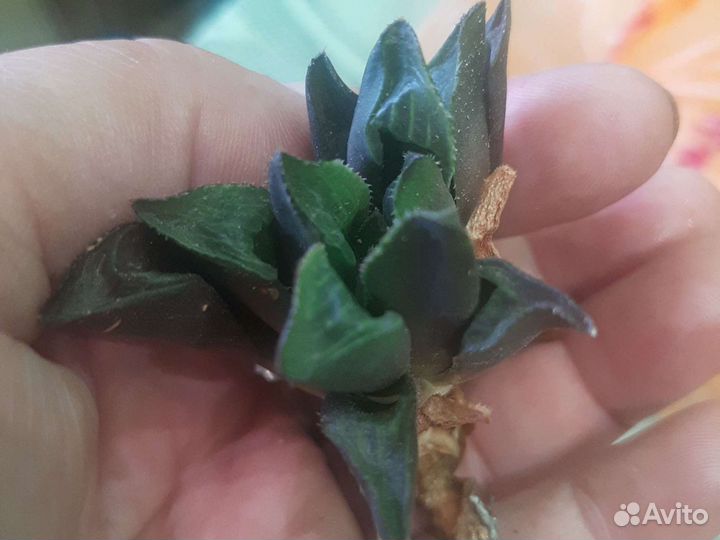 Не знаю названия