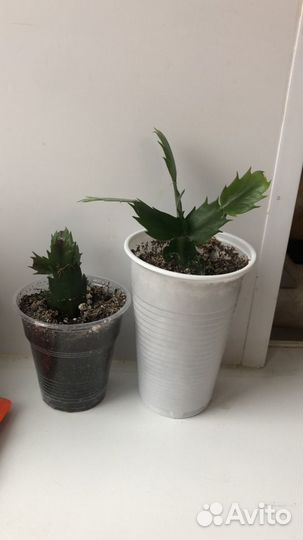 Белая шлюмбергера (укор. черенки)