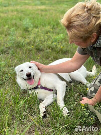 Нежная собака из приюта надеется на чудо