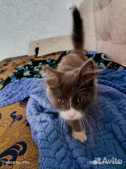 Зоогостиница Передержка животных Догситтер