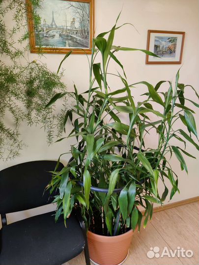 Бамбук Лаки