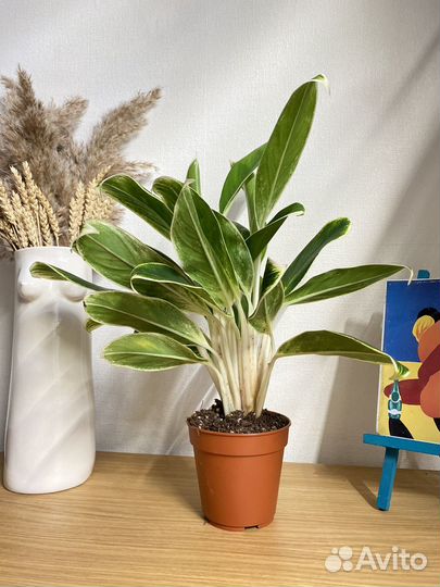 Аглаонема лемон лайм