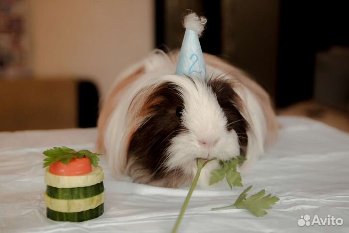 Передержка морских свинок(крыс,кроликов,хомяков)