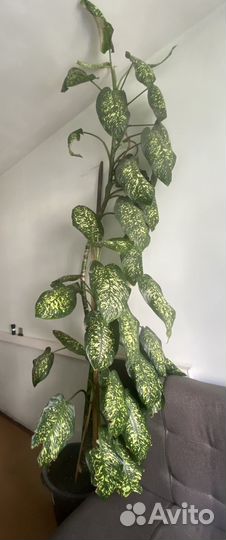 Диффенбахия