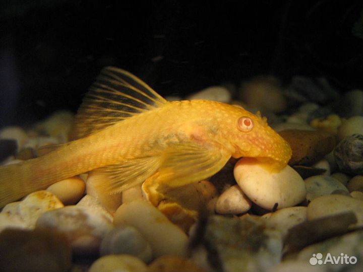 Сомики анциструсы 5-12 см (аквариумные рыбки)