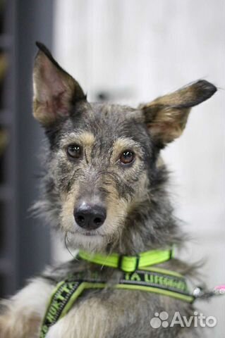 Собачка- печалька спасите в добрые руки