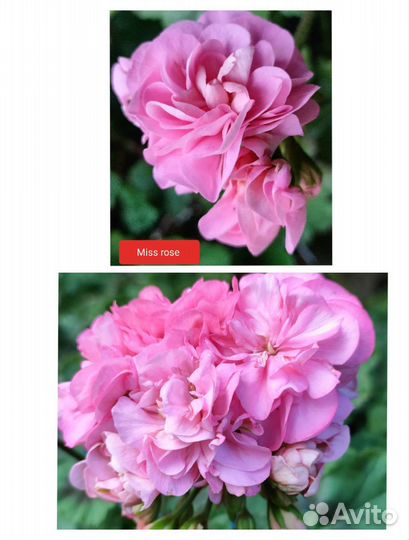 Пеларгония герань