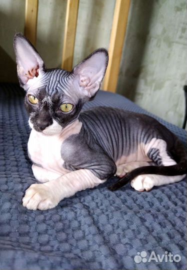 Канадский сфинкс