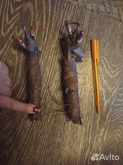 Пионы саженцы корни