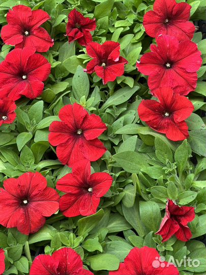 Цветы рассада