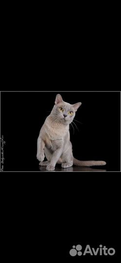 Лиловый кот европейской бурмы для вязки