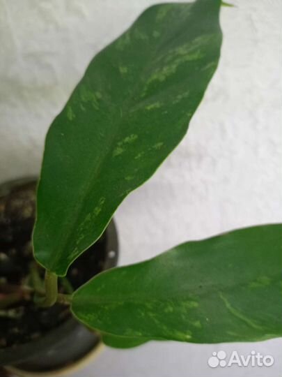 Филодендроны