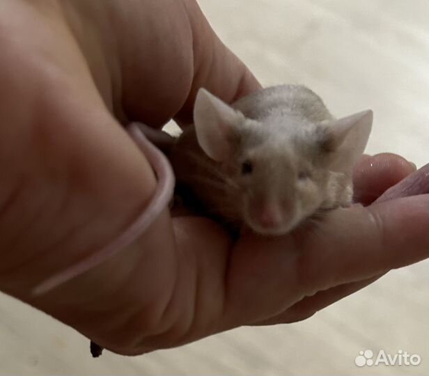 Мышь сатиновая