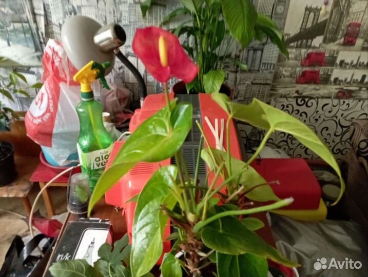 Гибискус Антуриум Фикус зомиокулькас