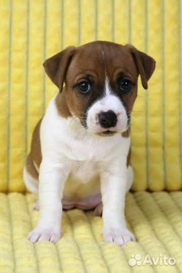 Щенки джек Рассел терьер гладкошерстный