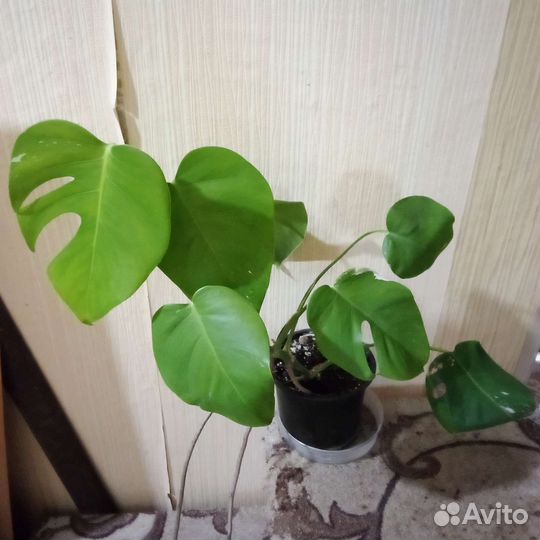 Монстера вариегатная Альба