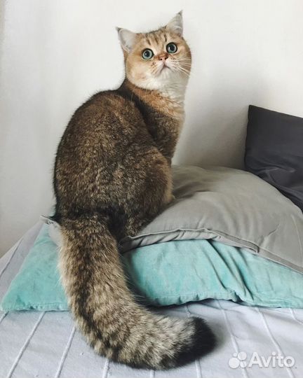 Котята золотая шиншилла