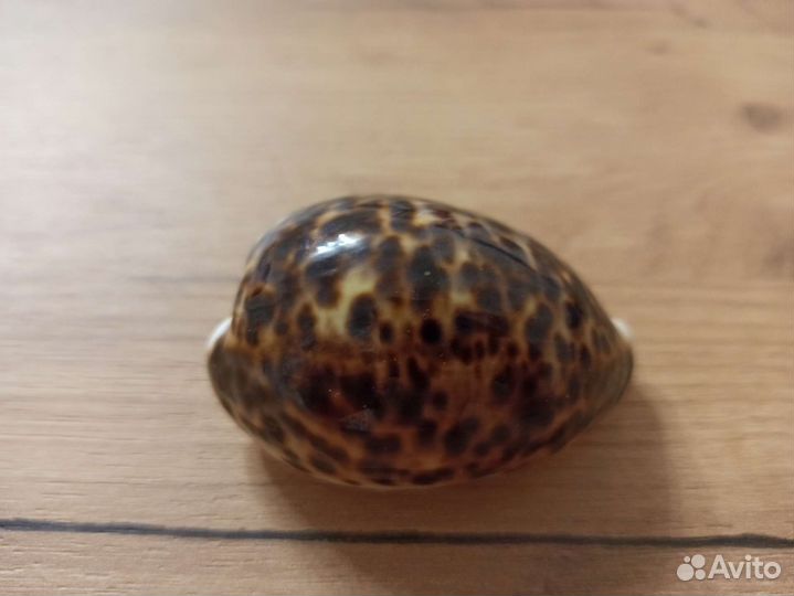 Морская раковина