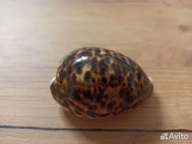 Морская раковина