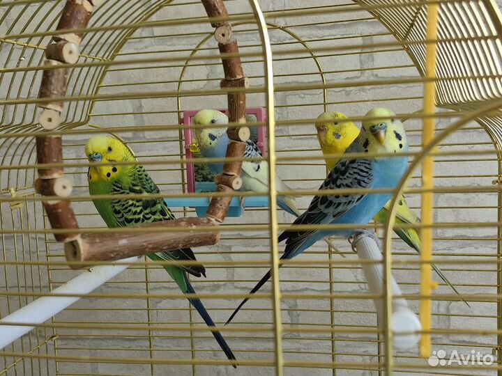 Волнистый попугай с клеткой