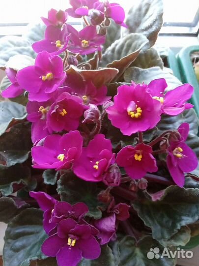 Фиалки, сансевиера, декабрист. Отростки цветов