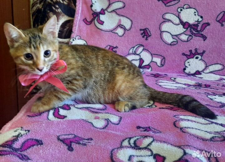 Котята в добрые руки бесплатно