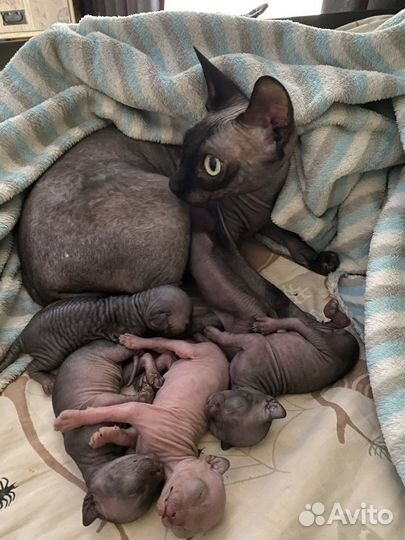 Канадский сфинкс котенок