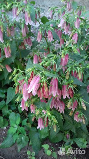 Кампанула Такешимана