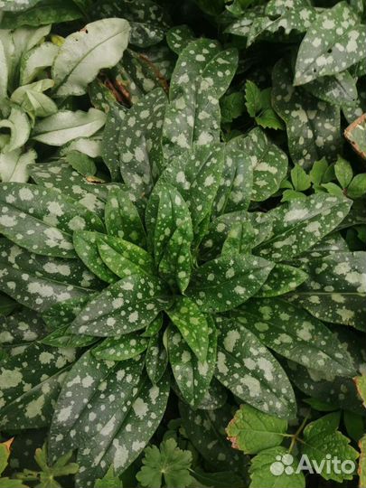 Медуница, Бадан, Брунера