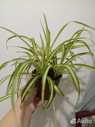 Хлорофитум хохлатый