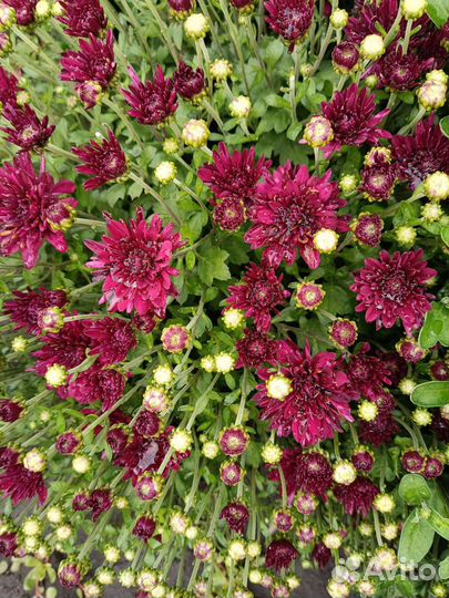 Хризантема мультифлора