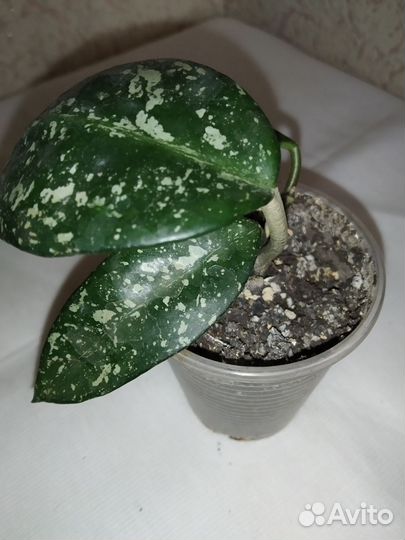 Хойя Супер эскимо, Вилбург гравес и др