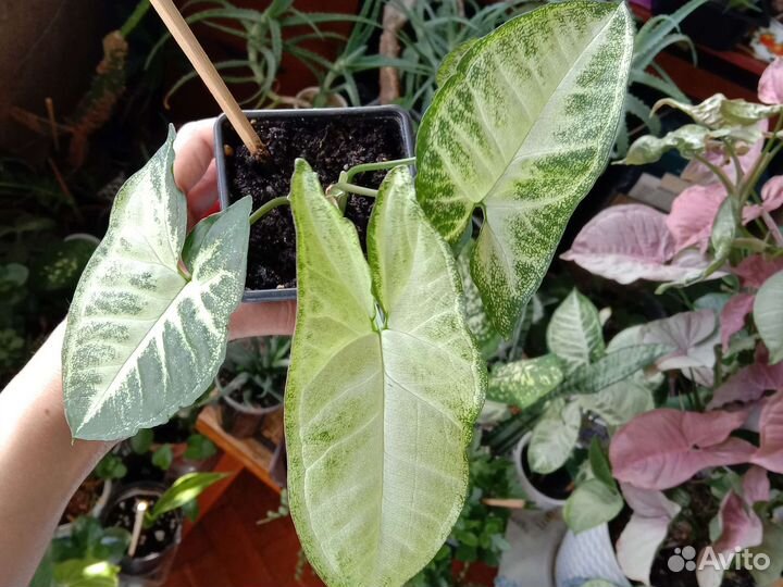 Очиток моргана, сингониум