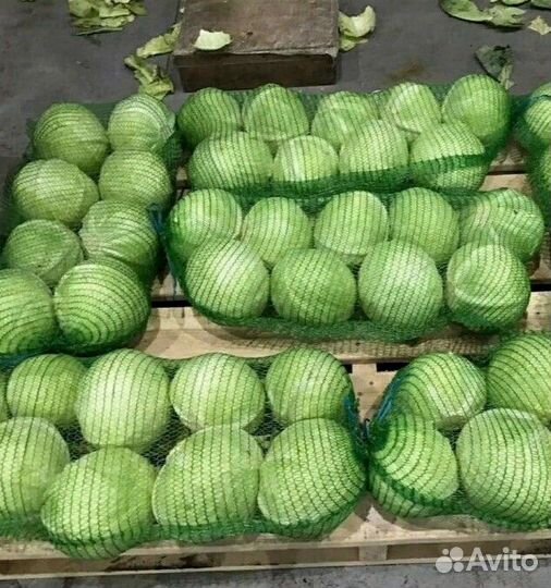 Капуста крупный опт от 3 тонн