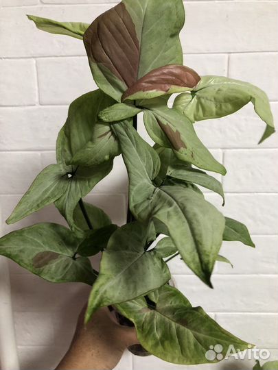 Сингониум Пинк спот Биколор