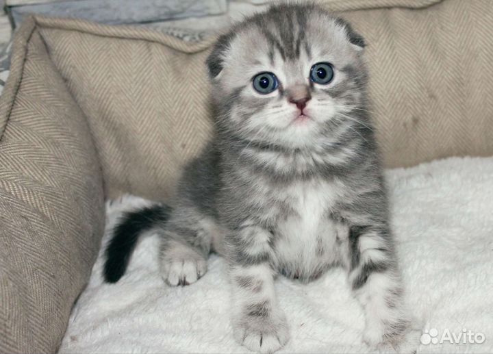 Шотландские вислоухие котята